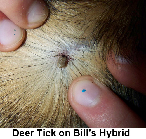 Deer Tick on Bill's Hybrid